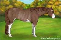 Horse Color:Chestnut Sabino Rabicano