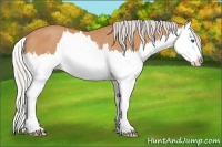 Horse Color:Silver Bay Roan Splash Rabicano