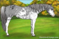 Horse Color:Black Sabino Appaloosa Rabicano 