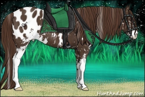 Horse Color:Liver Chestnut Sabino Appaloosa 