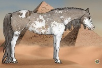 Horse Color:Buckskin Sabino Varnish