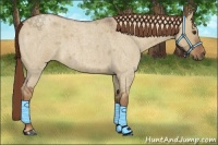 Horse Color:Red Dun Roan 