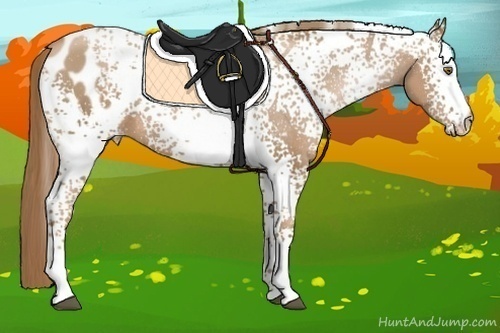 Horse Color:White Spotted Liver Chestnut Pearl Appaloosa Rabicano 
