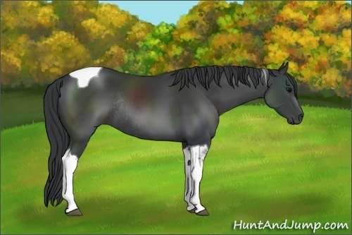 Horse Color:Black Tobiano Rabicano 