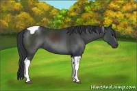 Horse Color:Black Tobiano Rabicano 