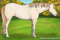 Horse Color:Buckskin Roan Pearl and Buckskin Roan Pearl