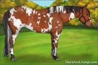 Horse Color:White Spotted Bay 