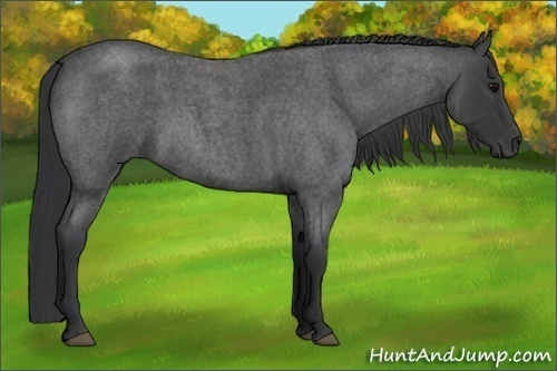 Horse Color:Blue Roan 