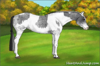 Horse Color:White Spotted Blue Roan Rabicano  and Gray White Spotted Blue Roan Rabicano 