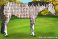 Horse Color:Plaid Brown Ice