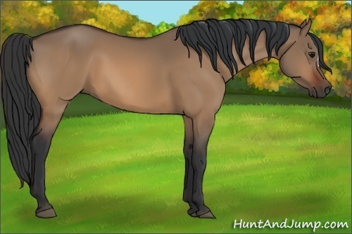 Horse Color:Bay Dun 