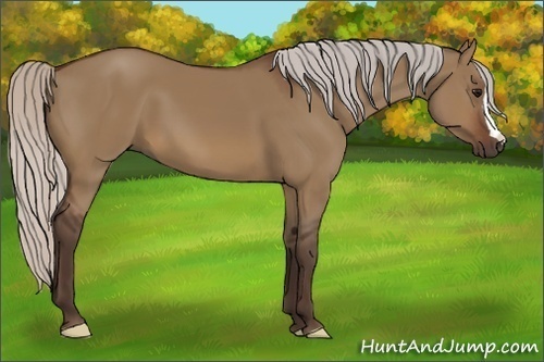 Horse Color:Silver Brown Dun 