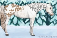 Horse Color:Red Dun Appaloosa 