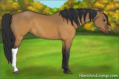 Horse Color:Brown Dun 
