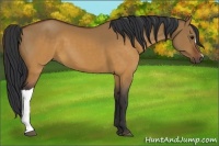 Horse Color:Brown Dun 