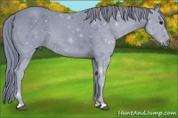 Horse Color:ERROR: UNKNOWN ANOMALY