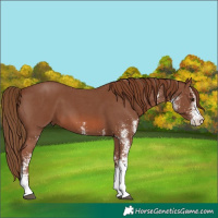Horse Color:White Spotted Chestnut