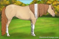 Horse Color:Gold Champagne Dun Tobiano Rabicano 