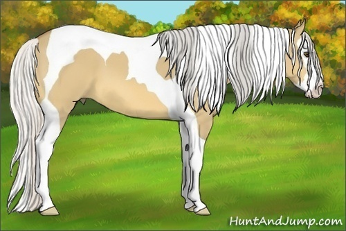 Horse Color:Silver Buckskin Dun Splash Tobiano 