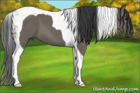 Horse Color:Smoky Grullo Tobiano 