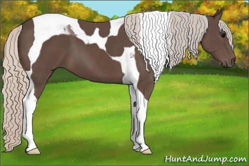 Horse Color:Silver Black Tobiano