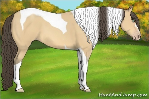 Horse Color:Amber Cream Champagne Tobiano 