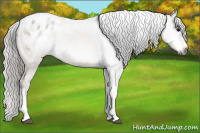 Horse Color:Gray Buckskin Tobiano Appaloosa Rabicano 