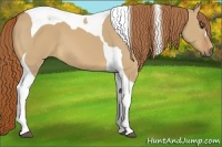 Horse Color:Red Dun Tobiano