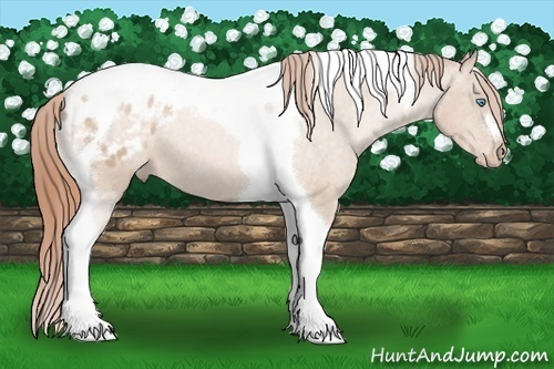 Horse Color:Buckskin Pearl Tobiano Varnish