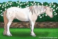 Horse Color:Buckskin Pearl Tobiano Varnish 