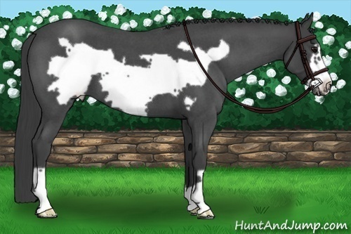 Horse Color:Smoky Blue Roan Frame 