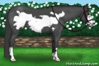 Horse Color:Smoky Blue Roan Frame 