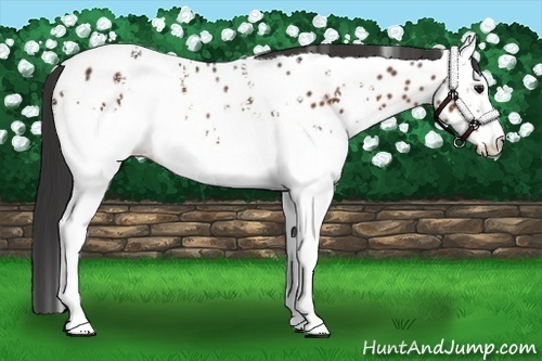 Horse Color:White Spotted Bay Appaloosa Rabicano 