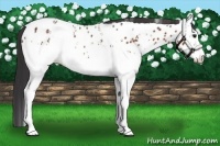 Horse Color:White Spotted Bay Appaloosa Rabicano 