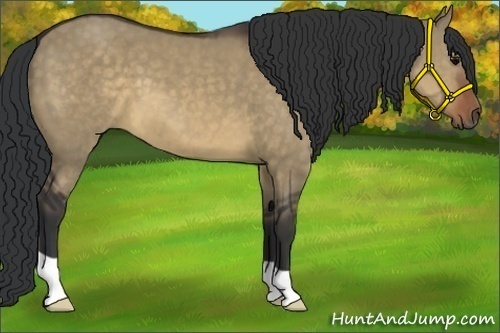 Horse Color:Brown Dun 