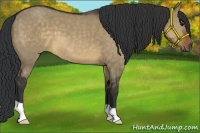 Horse Color:Brown Dun 