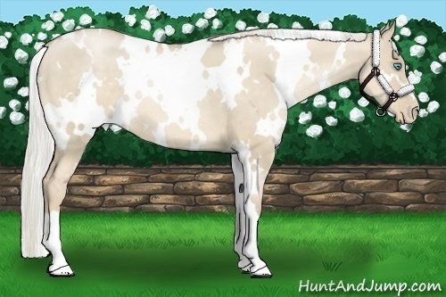 Horse Color:White Spotted Chocolate Palomino Pearl Dun