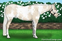 Horse Color:White Spotted Chocolate Palomino Pearl Dun