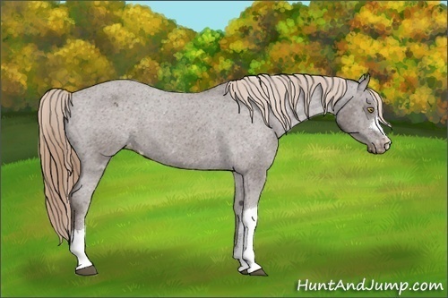 Horse Color:Liver Chestnut Appaloosa 