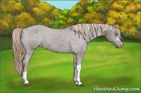 Horse Color:Liver Chestnut Appaloosa