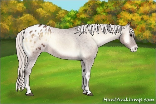 Horse Color:Silver Brown Roan Onyx Appaloosa 