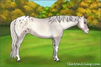 Horse Color:Silver Brown Roan Onyx Appaloosa