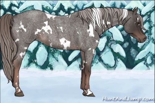 Horse Color:White Spotted Liver Red Roan
