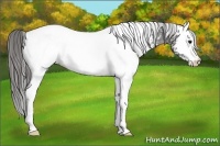 Horse Color:White Spotted Smoky Black Appaloosa