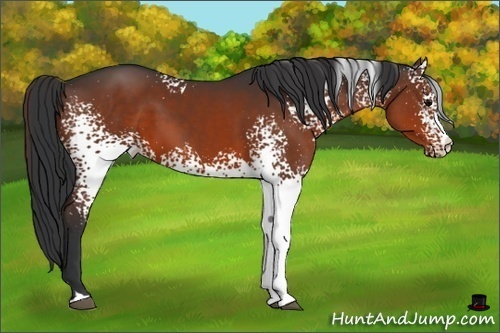 Horse Color:White Spotted Brown 