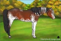 Horse Color:White Spotted Brown 