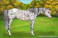 Horse Color:Brown Appaloosa