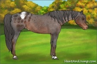 Horse Color:Liver Chestnut Appaloosa
