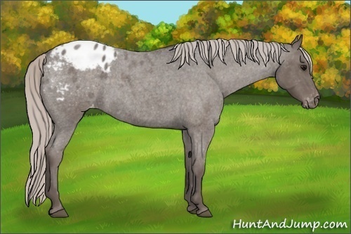 Horse Color:Silver Blue Roan Appaloosa