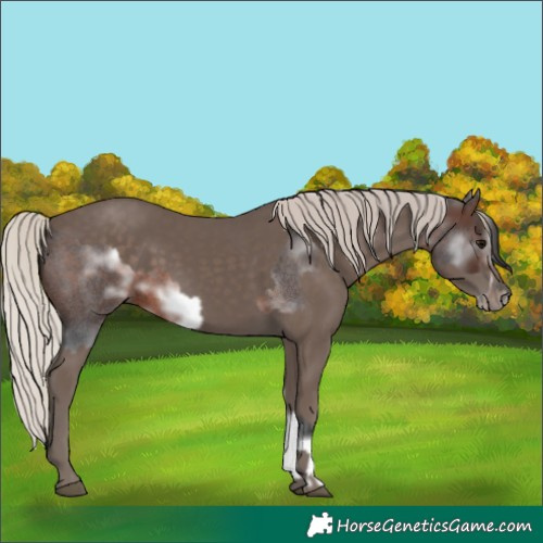 Horse Color:White Spotted Brown Roan Frame  and Silver Black 
